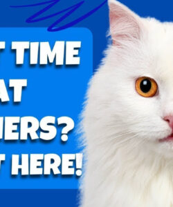 Printable Cat Care Instructions Template Doc Sample